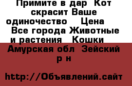 Примите в дар. Кот скрасит Ваше одиночество. › Цена ­ 0 - Все города Животные и растения » Кошки   . Амурская обл.,Зейский р-н